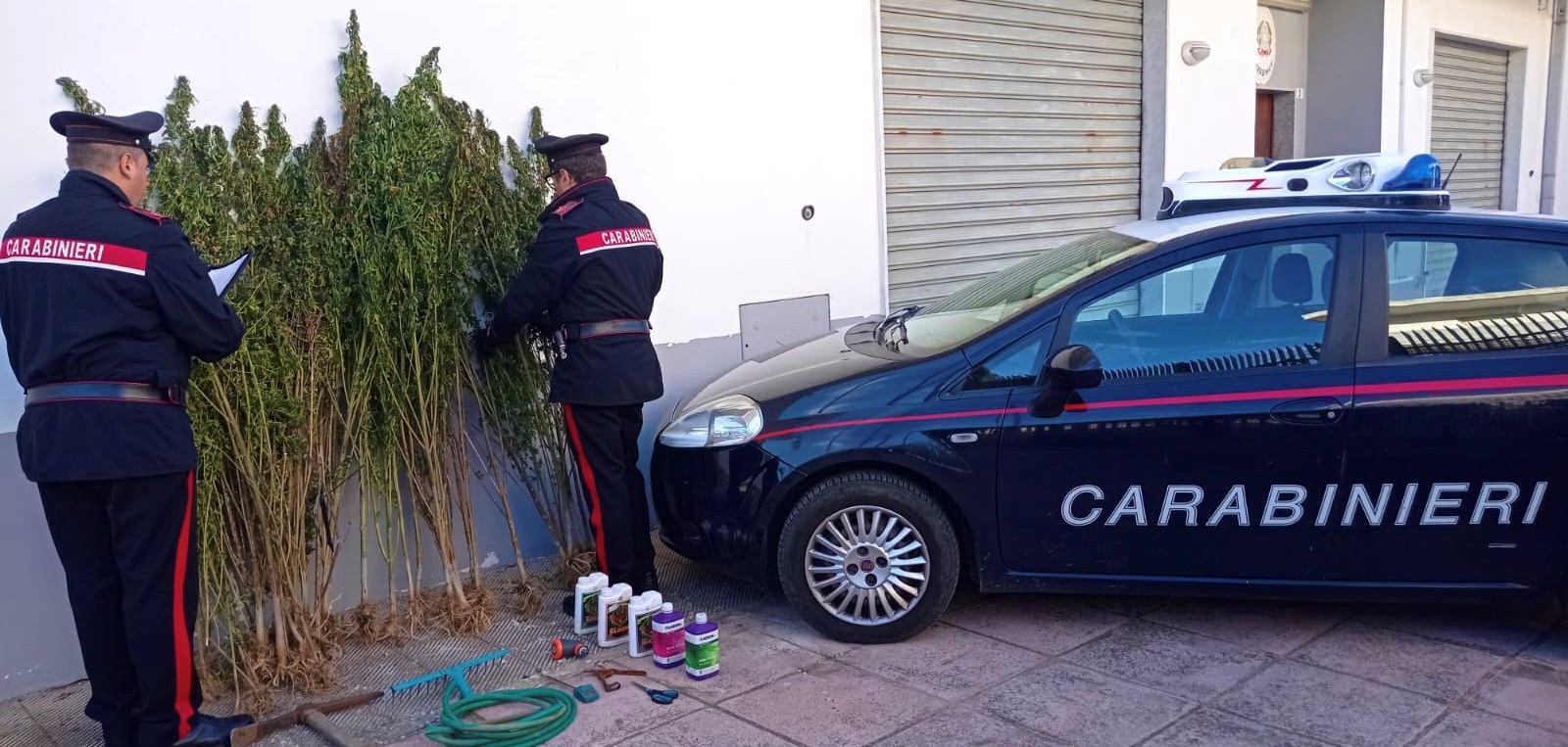 Foto Pomarico marijuana