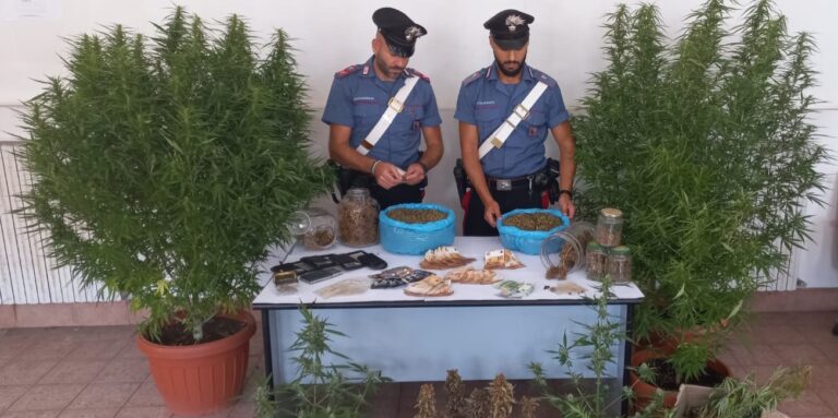 PROVINCIALE - Le piante di marijuana e il materiale sequestrato dai Carabinieri (2)