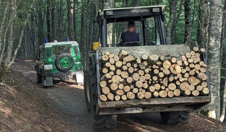 sequestro terranova legna